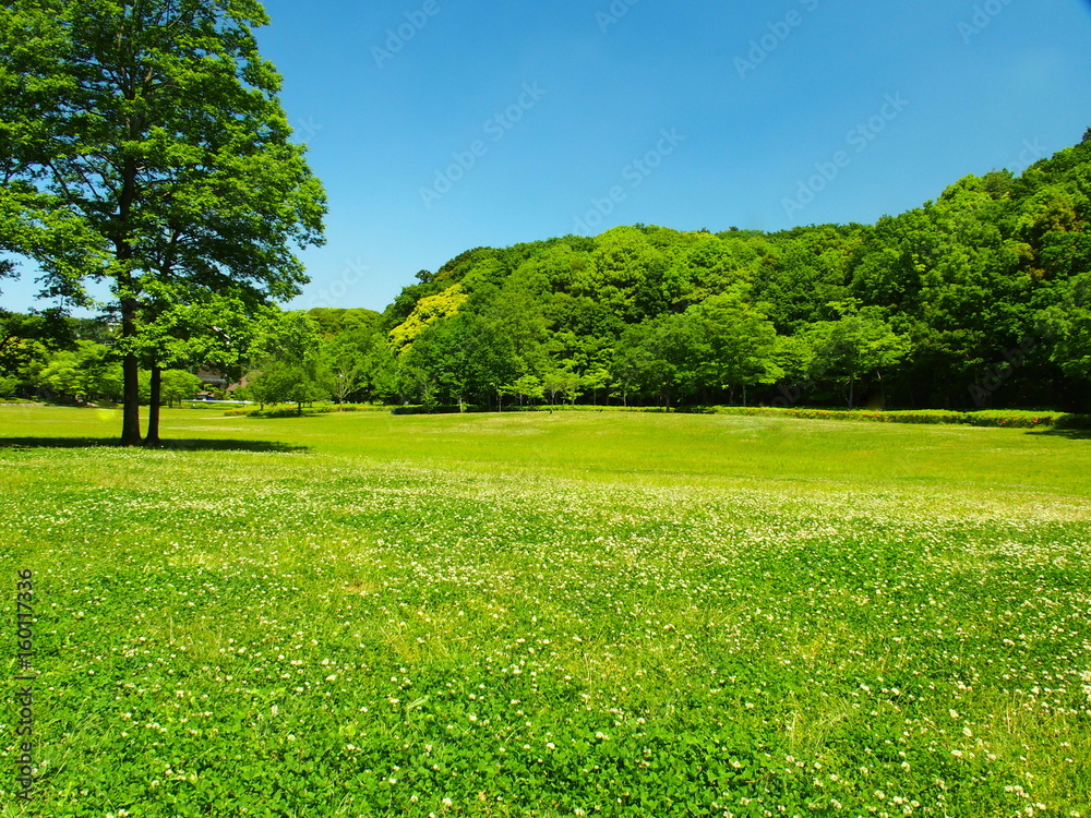 Obraz premium 初夏の草原と林の風景