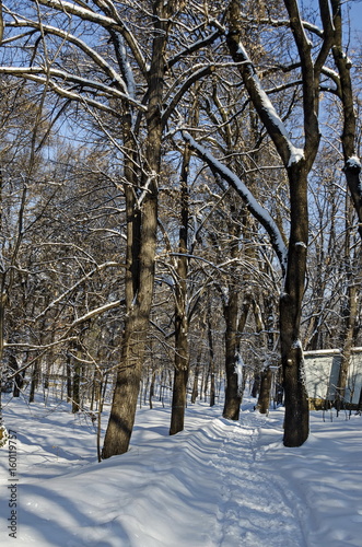 Winter snow garden in Sofia park