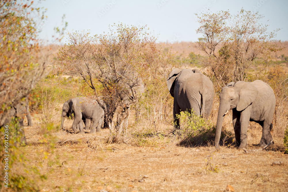  in south africa     wildlife  nature  reserve and   elephant