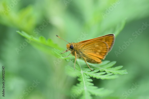 Бабочка на траве © Максим Хасанов