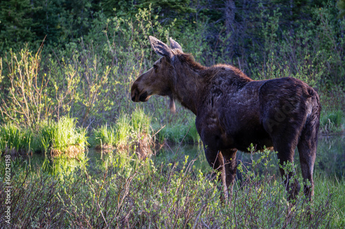 Female Moose