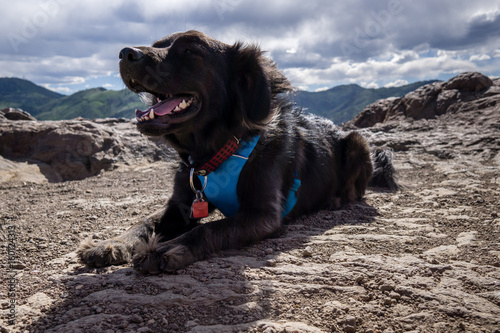 Happy Dog On A Hike