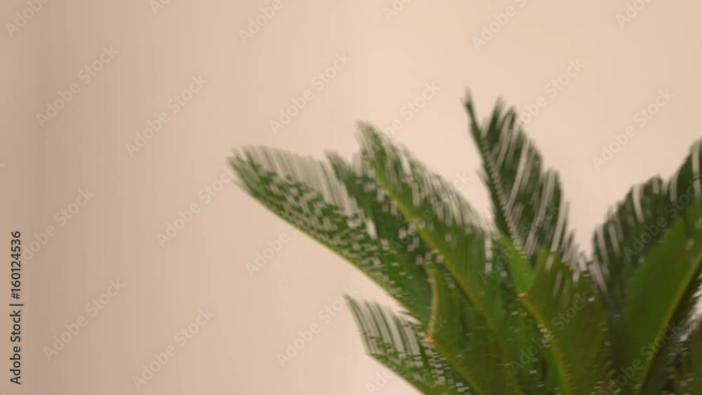 Redheaded young smiling woman walking with big green flower in pot. Girl with red curly long hair looking at the camera and smile. Happiness in real life slow motion. Redheaded young smiling woman walking with big green flower in pot. Girl with red curly long hair looking at the camera and smile. Happiness in real life slow motion.