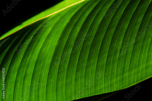 close up of leaf texture on a black background  selective focus  detailed close-up shot 