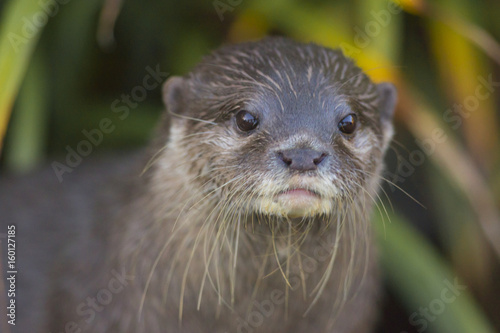 Friendly Otter