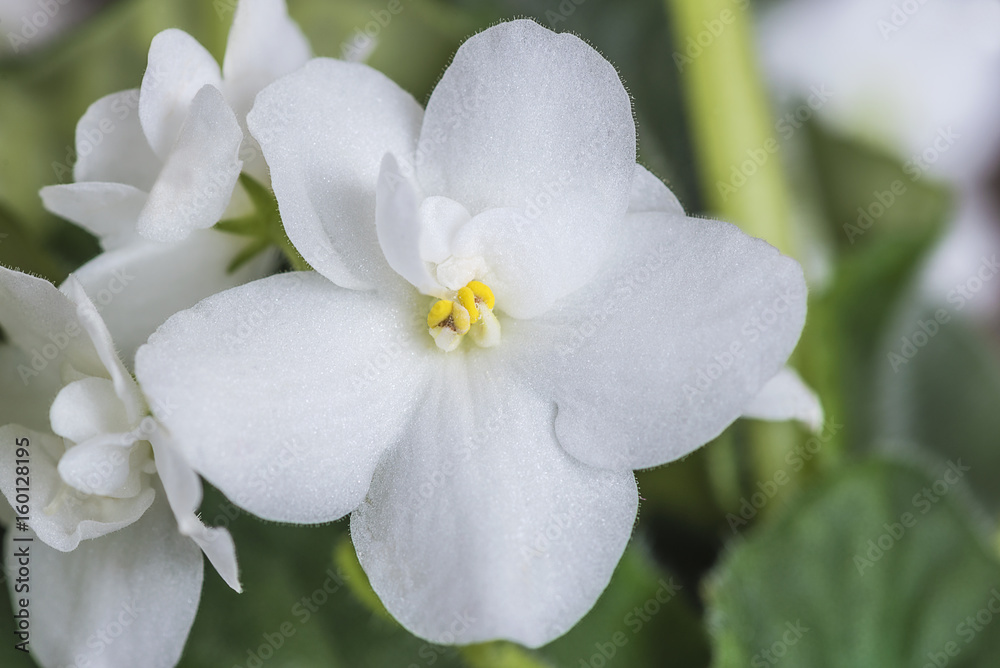 white african violet close up white african violet close up