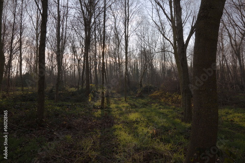 Trees in a wood with low sun filtering through