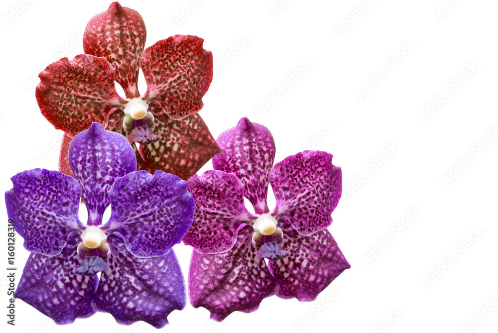 Orchid flower isolated on white Orchid flower isolated on white