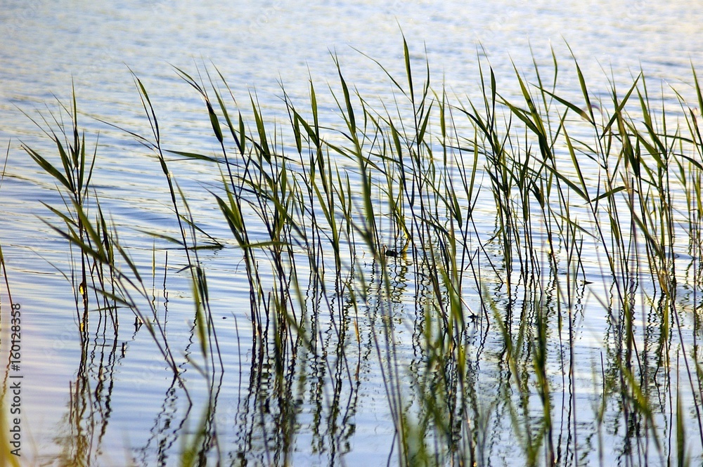 Green High Grass growing from the blue water of lake Green High Grass growing from the blue water of lake