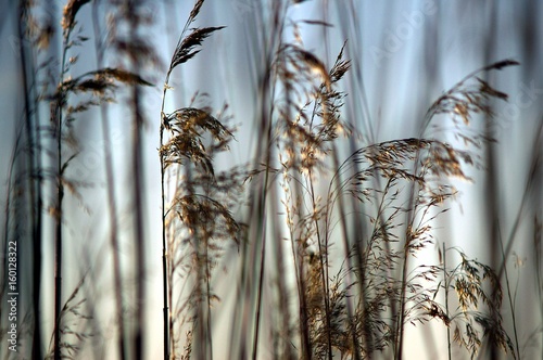 Dry High Grass with blue sky as a background