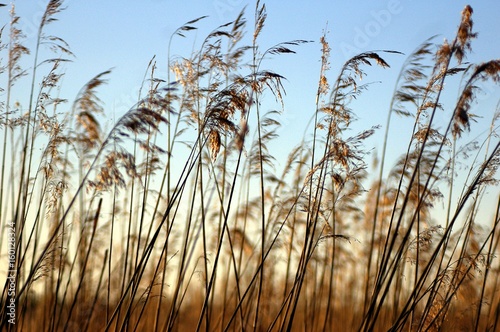 Dry High Grass with blue sky as a background