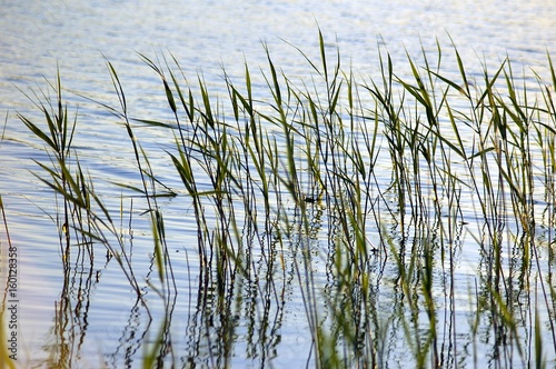 Green High Grass growing from the blue water of lake