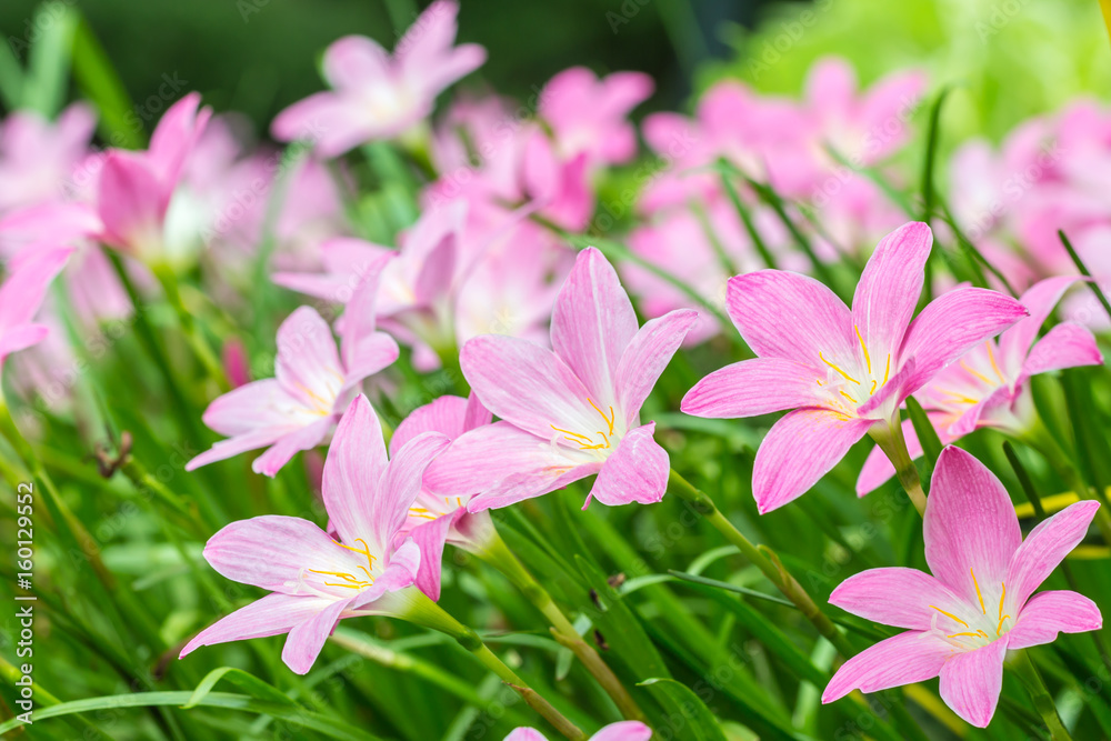 Pink flowers, Zephyranthes rosea, Rain Lily. Pink flowers, Zephyranthes rosea, Rain Lily.