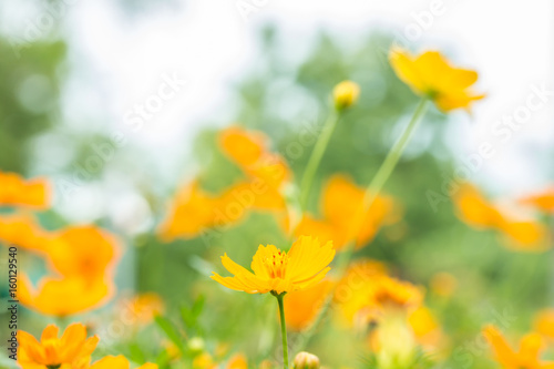 Abstract blurred of yellow cosmos flower field.