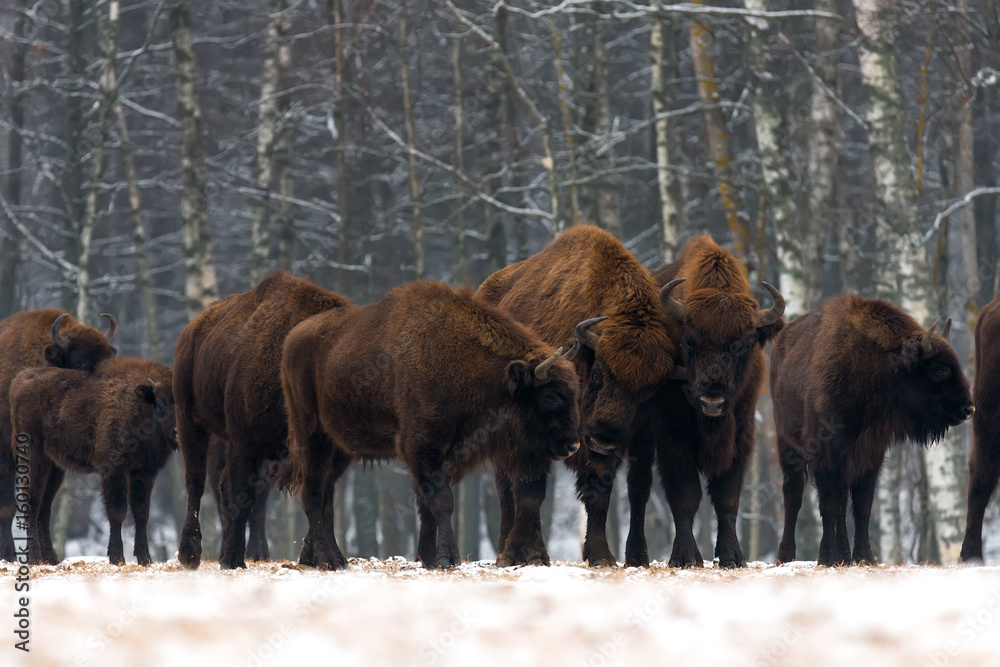 Herd of aurochs standing on the winter field. Several large brown bison on the forest background.Some bulls with big horns on the forest background.Bison Heard.Belarus,Bialowieza.Poland Herd of aurochs standing on the winter field. Several large brown bison on the forest background.Some bulls with big horns on the forest background.Bison Heard.Belarus,Bialowieza.Poland