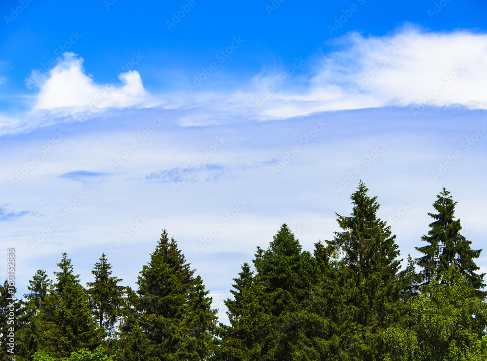 Spruce trees and blue sky with cloud for background