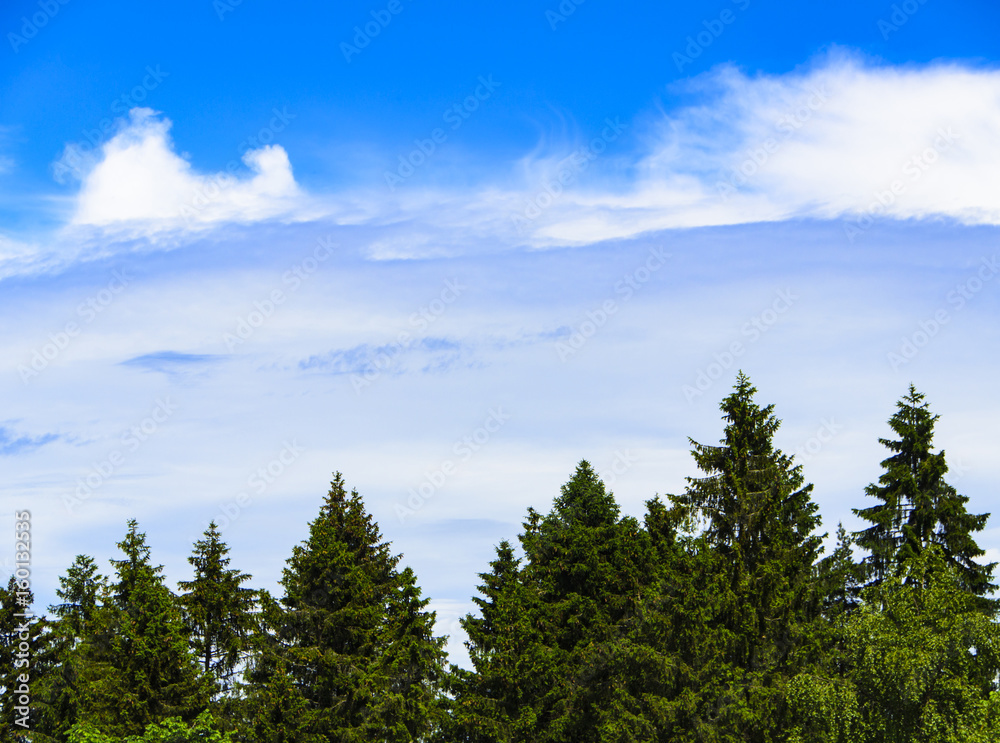 Spruce trees and blue sky with cloud for background Spruce trees and blue sky with cloud for background