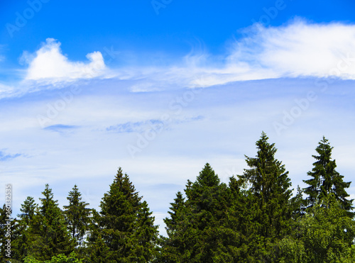 Spruce trees and blue sky with cloud for background