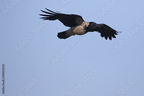 Hooded crow, Corvus cornix © Erni