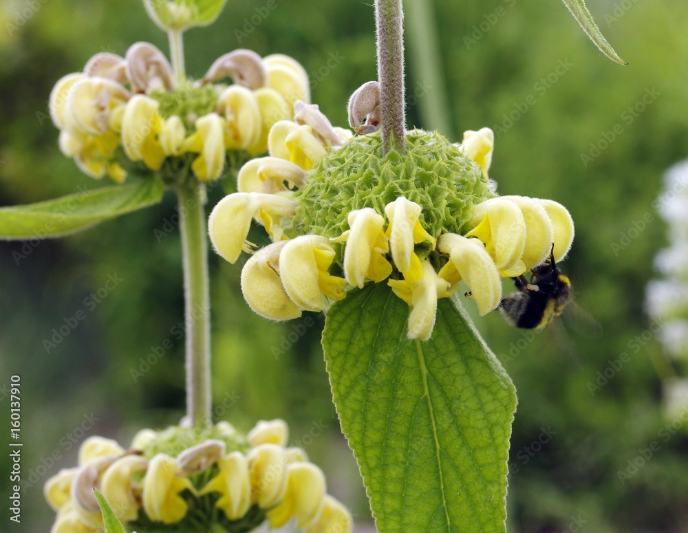 Fleurs plantes et jardins Stock Photo | Adobe Stock