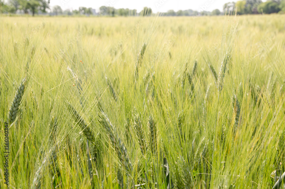 Campo di grano Campo di grano