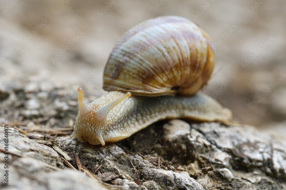 Helix pomatia, common names the Burgundy snail, Roman snail, edible snail or escargot Helix pomatia, common names the Burgundy snail, Roman snail, edible snail or escargot