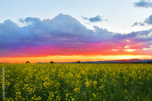 colorful landscape of blossom rapeseed on sundown
