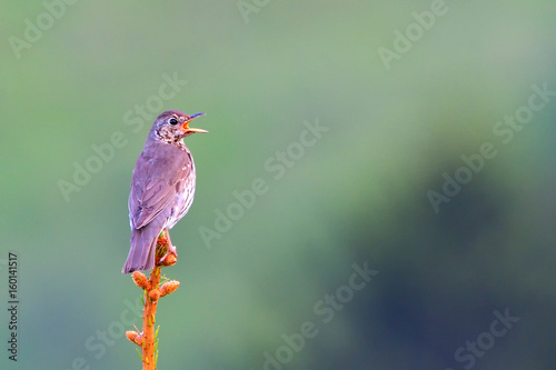 Song thrush (Turdus philomelos) singing on a Spring morning