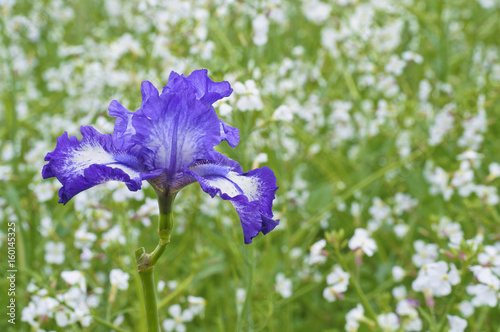 Fototapeta Naklejka Na Ścianę i Meble -  Blue bearded Iris in meadow/Closeup of Blue bearded Iris in meadow of soft white flowers and green plants