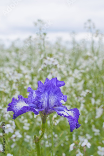 Fototapeta Naklejka Na Ścianę i Meble -  Blue bearded Iris in meadow with sky/Blue bearded Iris in meadow of soft white flowers