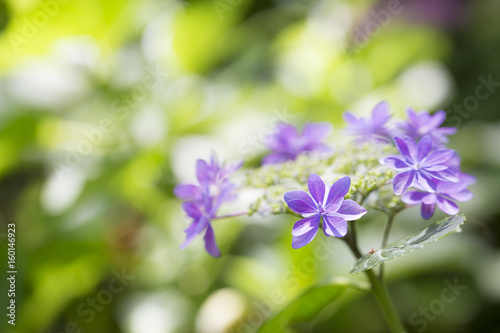 紫陽花