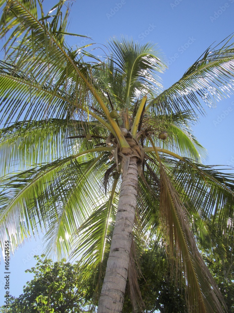 Fototapeta premium palmier
