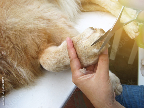 golden retriever dog getting hair cut