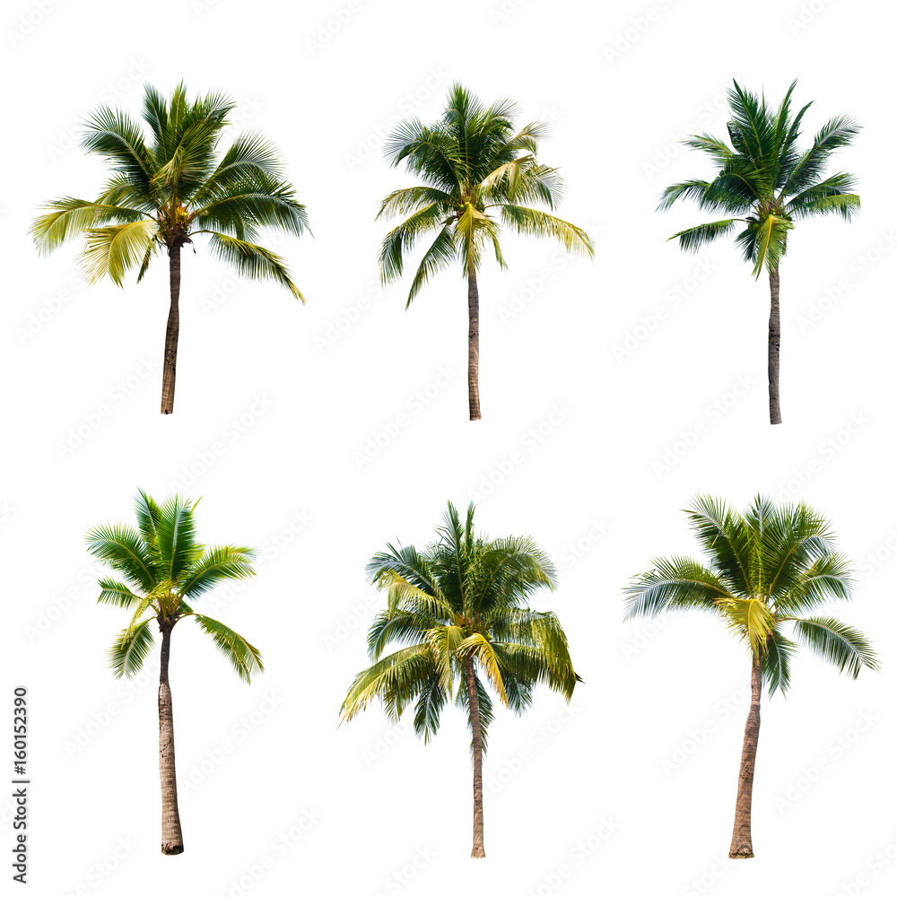 Obraz premium Coconut tree on white background 