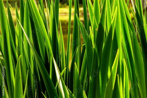 Swamp with reeds closeup in dawn light