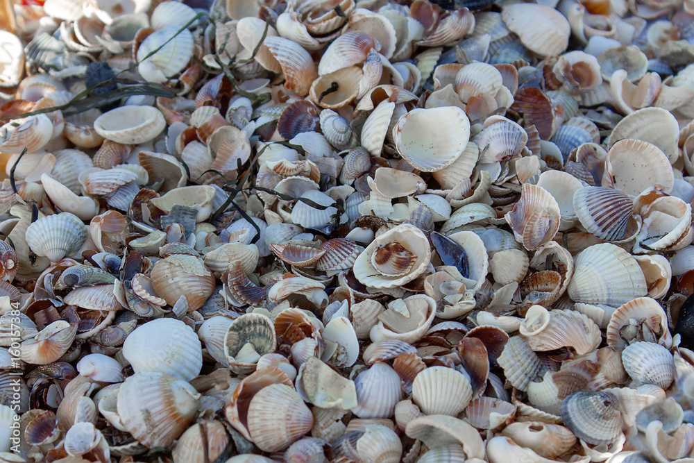 Cockleshell background with selective focused Cockleshell background with selective focused