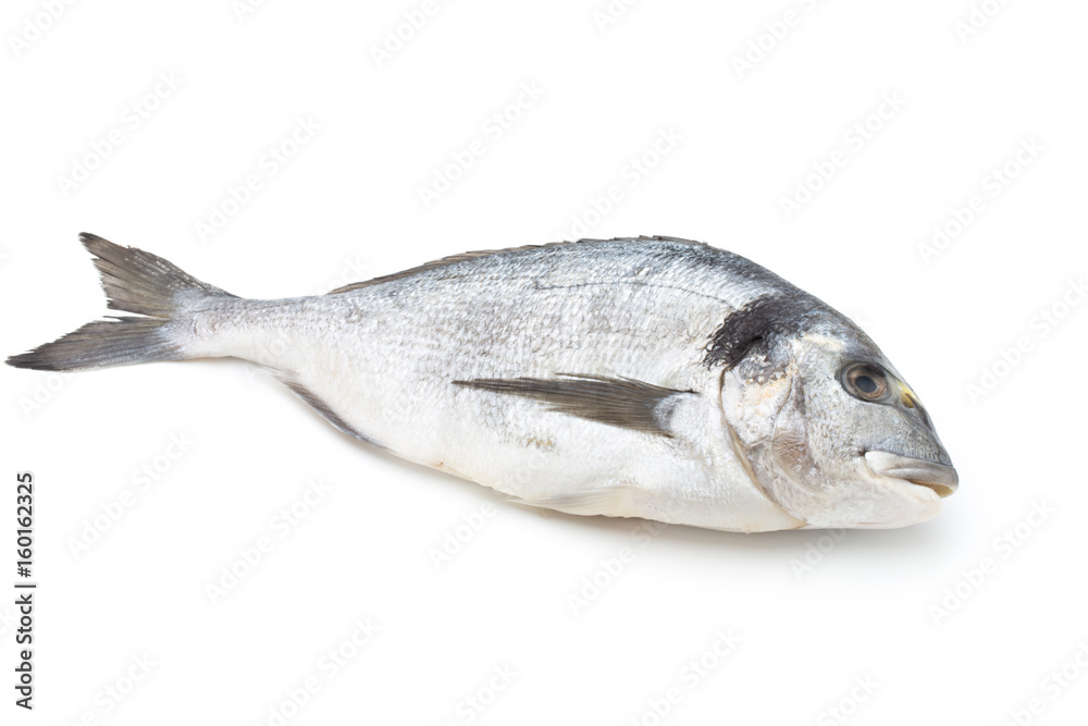 Fresh bream sea isolated on white background. Fresh bream sea isolated on white background.