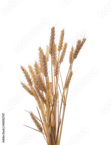 dry ears of wheat grain isolated on white background with clipping path