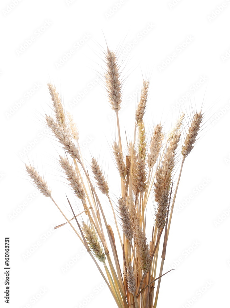 dry ears of wheat grain isolated on white background with clipping path dry ears of wheat grain isolated on white background with clipping path