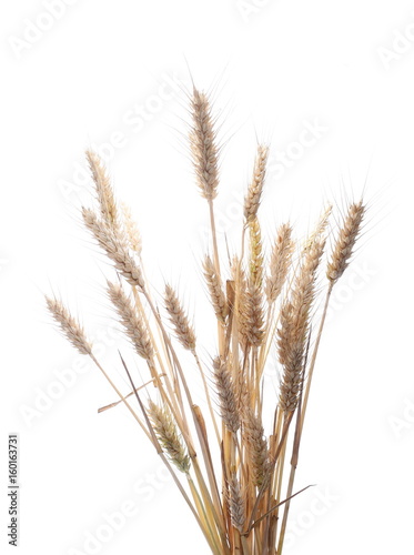 dry ears of wheat grain isolated on white background with clipping path