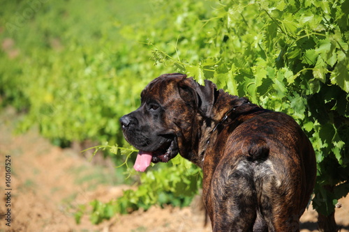 chien dans une vigne photo