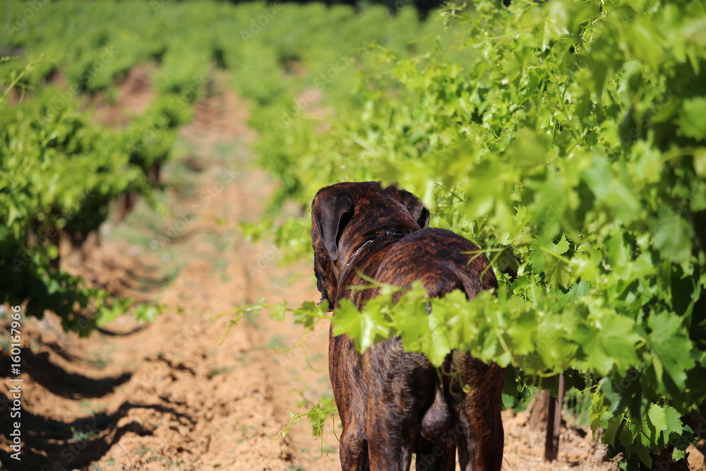 vendanges avec un chien cane corso vendanges avec un chien cane corso
