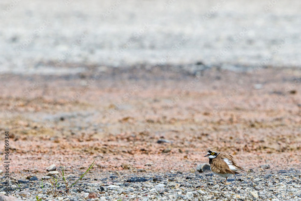 Little ringed plover on a windy beach