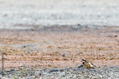 Little ringed plover on a windy beach