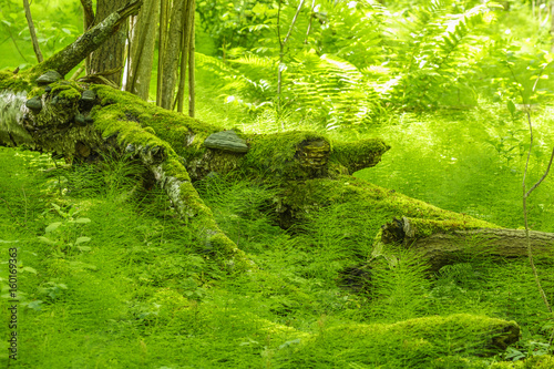 Fototapeta Naklejka Na Ścianę i Meble -  Forest landscape