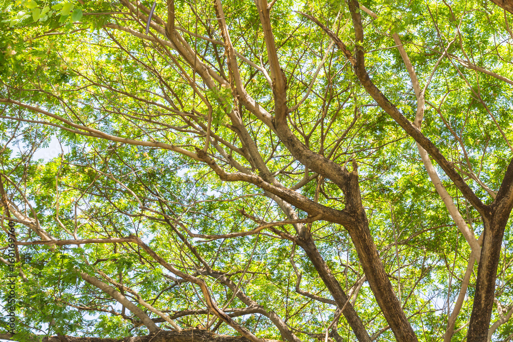 Obraz premium Big tree branches