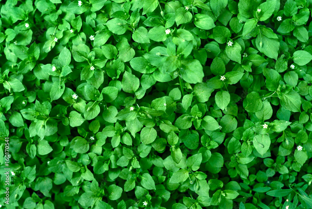 Background of fresh green leaves. Green leaves background. Green background with leaves. Flat lay, free space. Nature background Background of fresh green leaves. Green leaves background. Green background with leaves. Flat lay, free space. Nature background