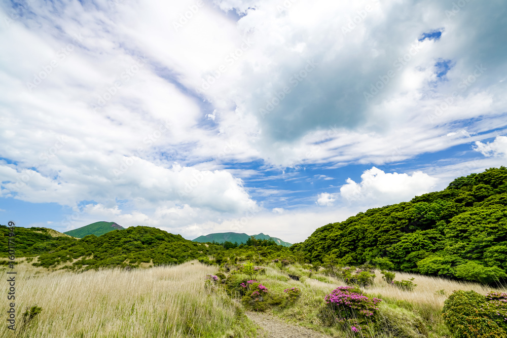 Naklejka premium 初夏の雨ヶ池