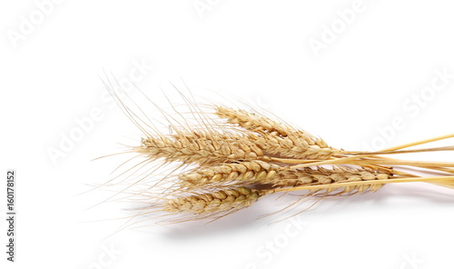 dry ears of wheat grain isolated on white background