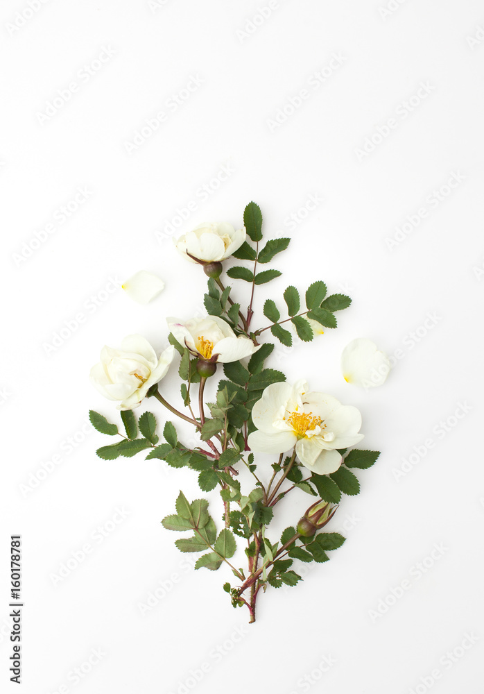 Fototapeta premium Sprig of tea light rose with green leaves on white